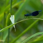 Gebänderte Prachtlibelle (Calopteryx splendens) 