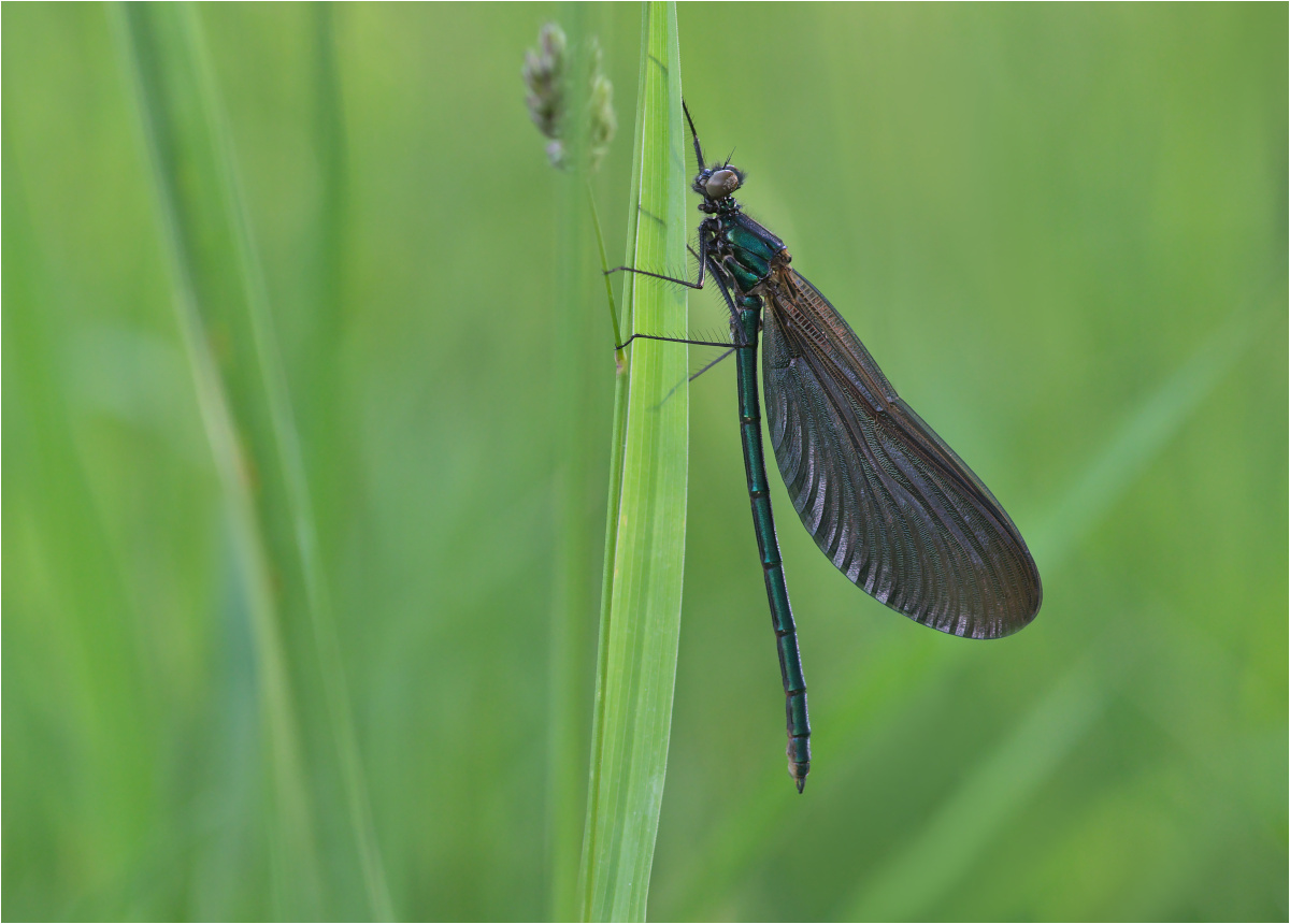 Gebänderte Prachtlibelle  (Calopteryx splendens) 