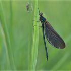 Gebänderte Prachtlibelle  (Calopteryx splendens) 