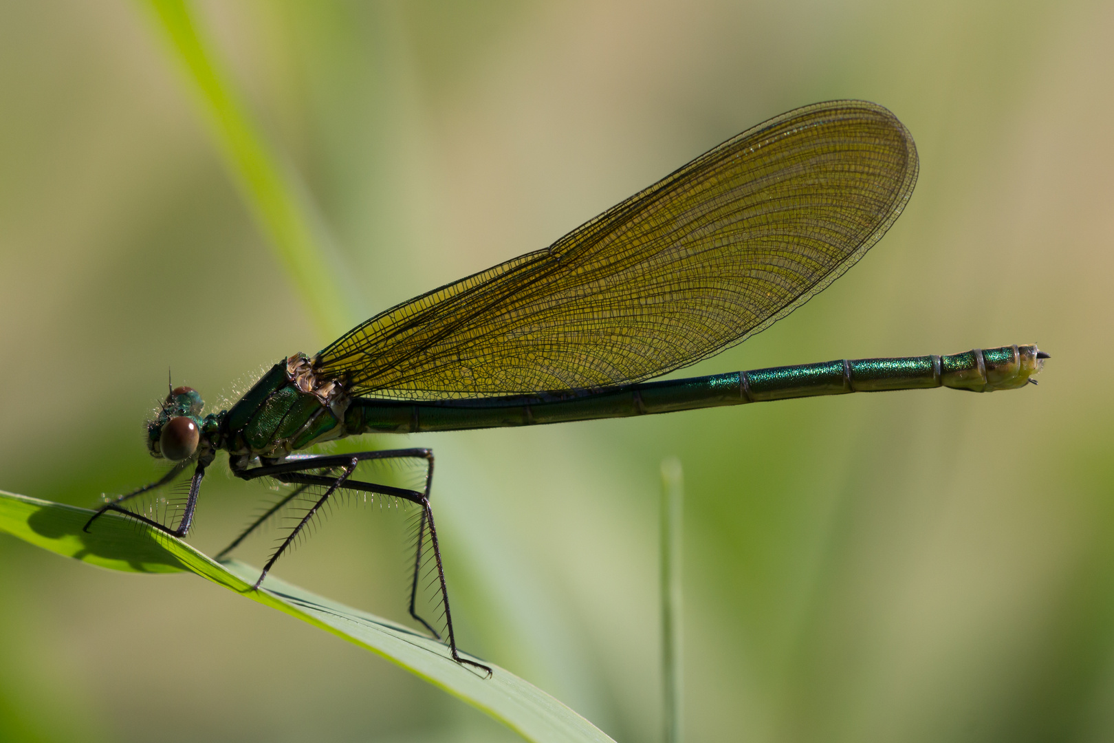 Gebänderte Prachtlibelle (Calopteryx splendens)