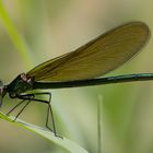 Gebänderte Prachtlibelle (Calopteryx splendens)