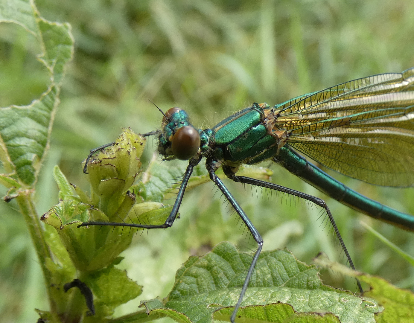 Gebänderte Prachtlibelle (Calopteryx splendens)