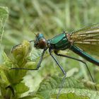 Gebänderte Prachtlibelle (Calopteryx splendens)