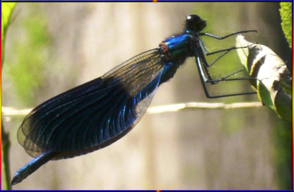 gebänderte Prachtlibelle - Calopteryx splendens