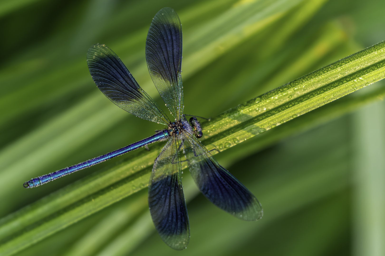 Gebänderte Prachtlibelle (Calopteryx splendens)