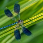 Gebänderte Prachtlibelle (Calopteryx splendens)