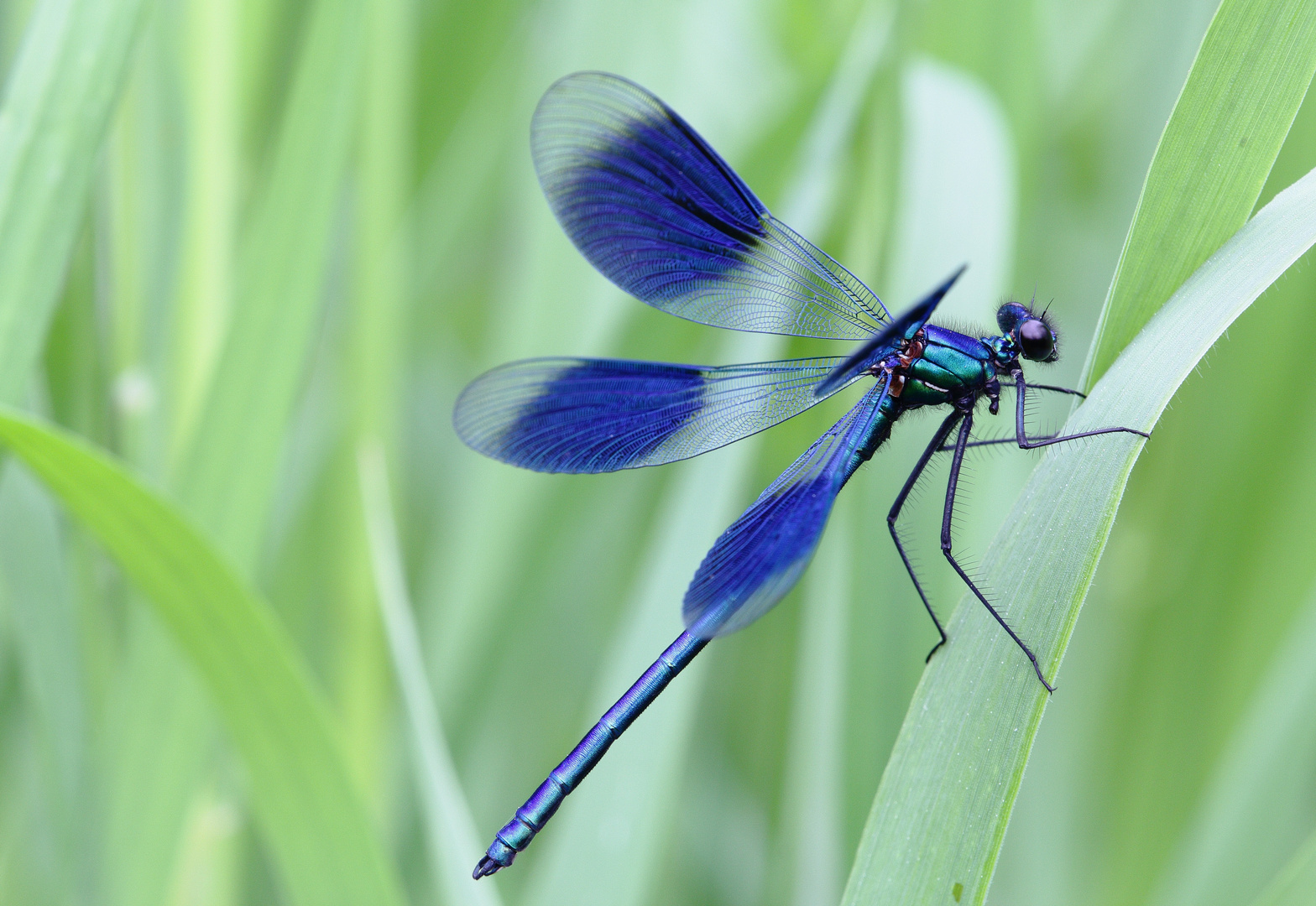 Gebänderte Prachtlibelle (Calopteryx splendens