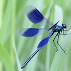 Gebänderte Prachtlibelle (Calopteryx splendens