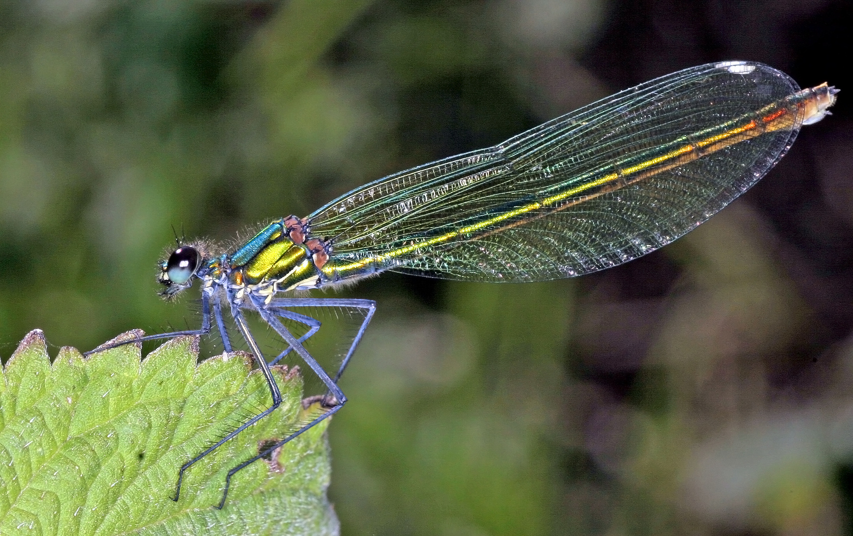 Gebänderte Prachtlibelle (Calopteryx splendens) .....