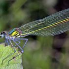 Gebänderte Prachtlibelle (Calopteryx splendens) .....