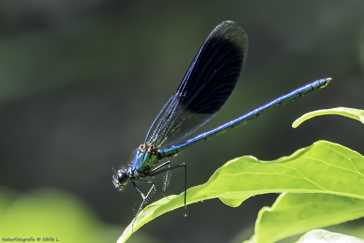 Gebänderte-Prachtlibelle (Calopteryx splendens) 