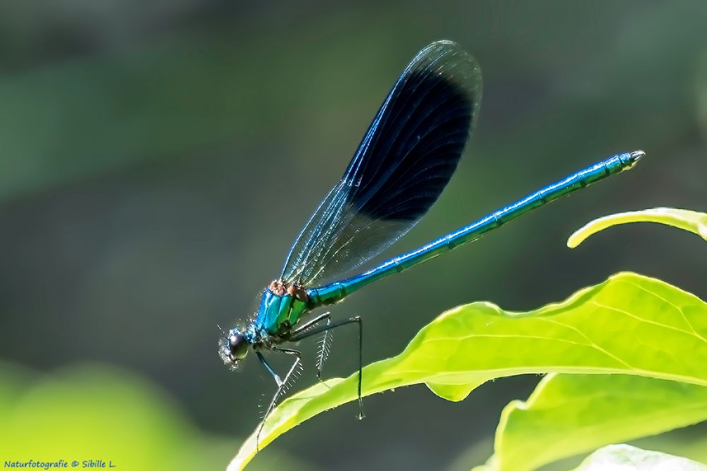 Gebänderte-Prachtlibelle (Calopteryx splendens) 