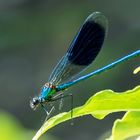 Gebänderte-Prachtlibelle (Calopteryx splendens) 