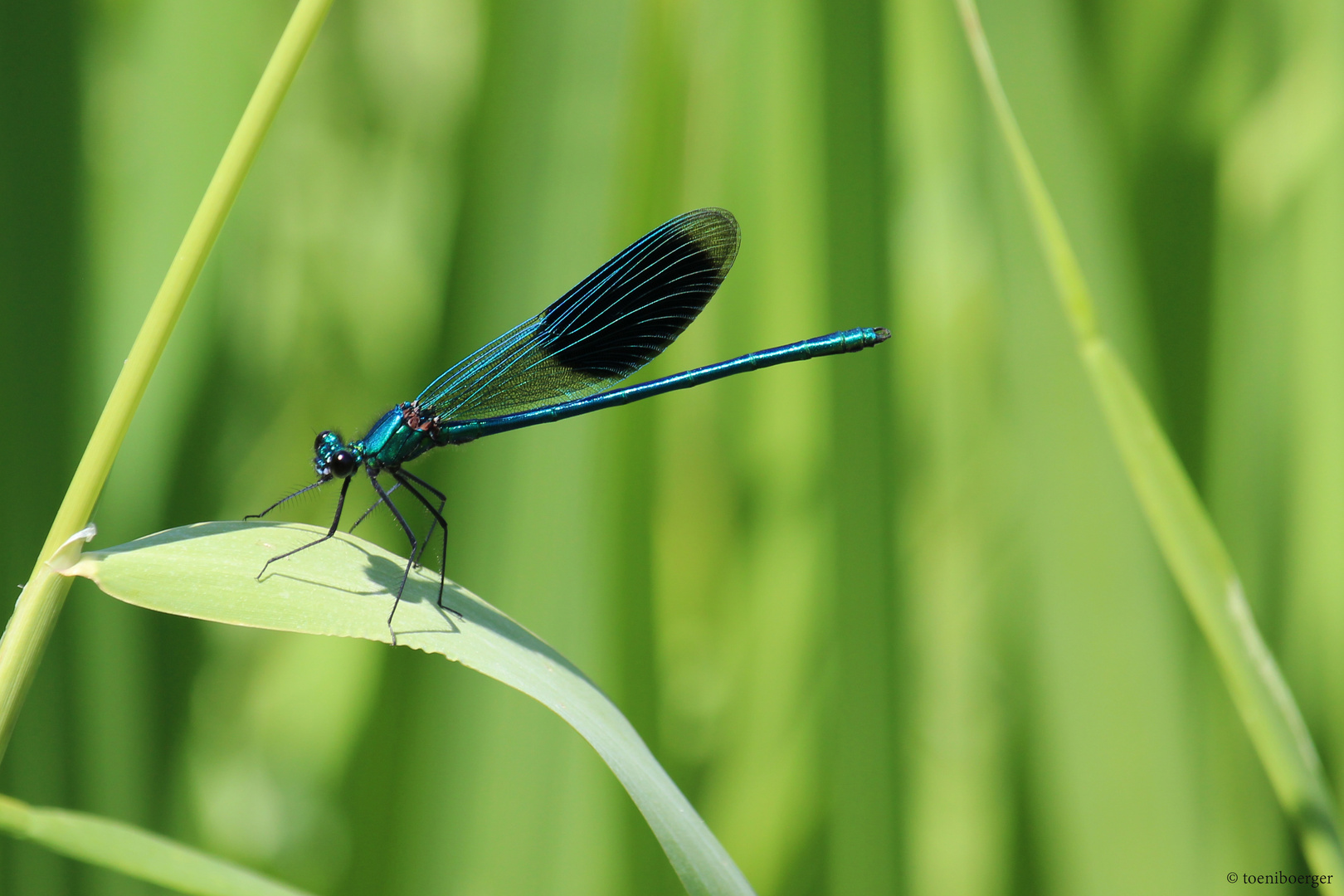 Gebänderte Prachtlibelle (Calopteryx splendens)