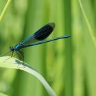 Gebänderte Prachtlibelle (Calopteryx splendens)