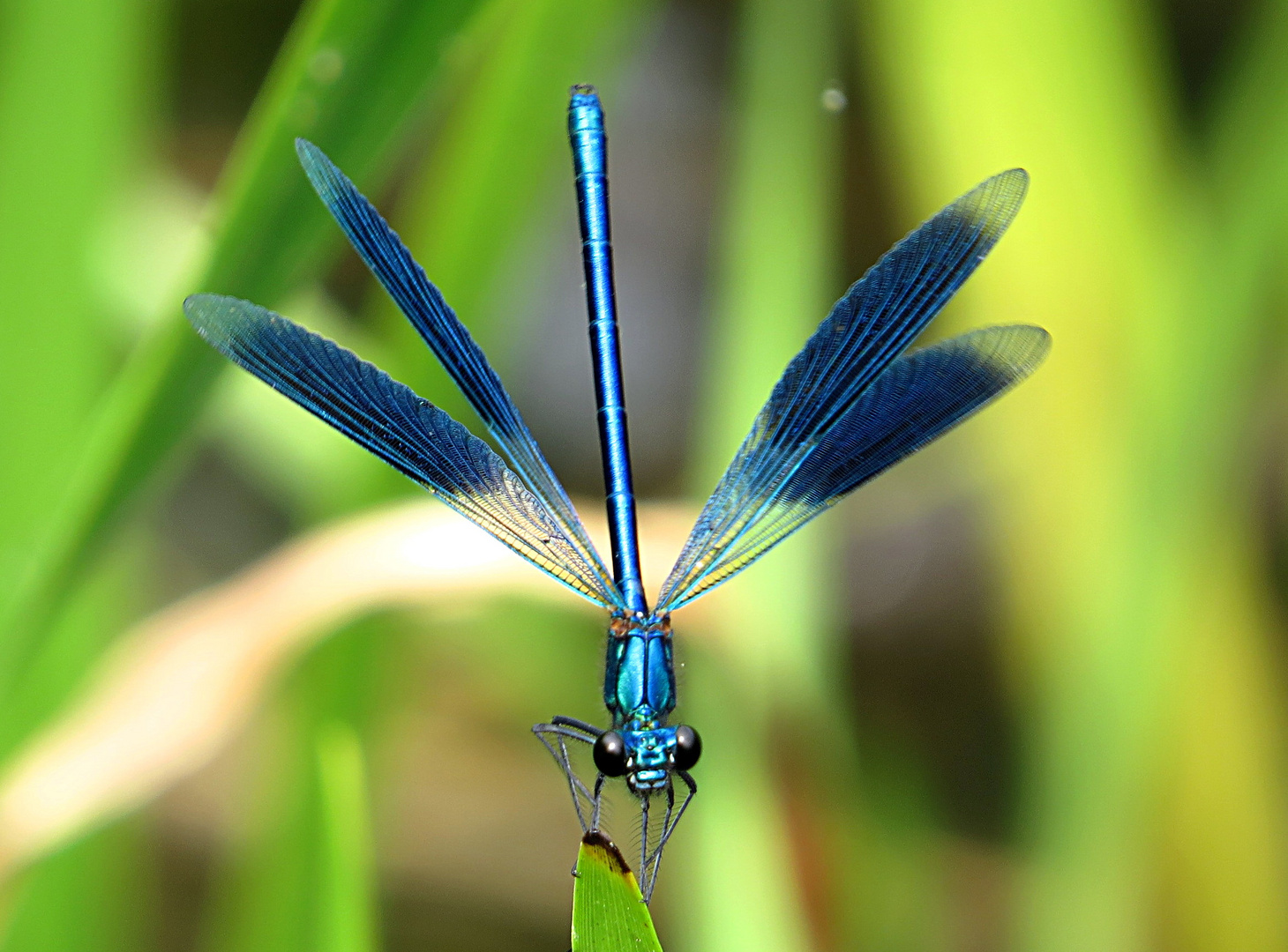 --- Gebänderte Prachtlibelle (Calopteryx splendens) ---