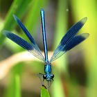 --- Gebänderte Prachtlibelle (Calopteryx splendens) ---