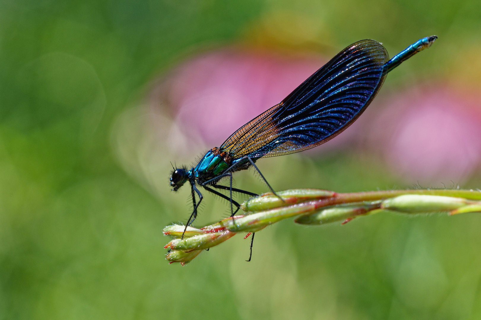 Gebänderte Prachtlibelle (Calopteryx splendens)