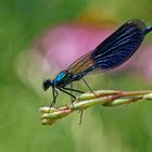 Gebänderte Prachtlibelle (Calopteryx splendens)