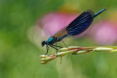 Gebänderte Prachtlibelle (Calopteryx splendens)