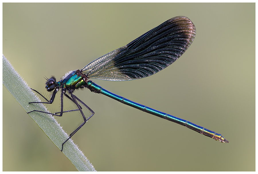 Gebänderte Prachtlibelle (Calopteryx splendens)