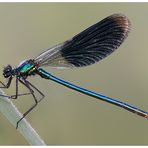 Gebänderte Prachtlibelle (Calopteryx splendens)