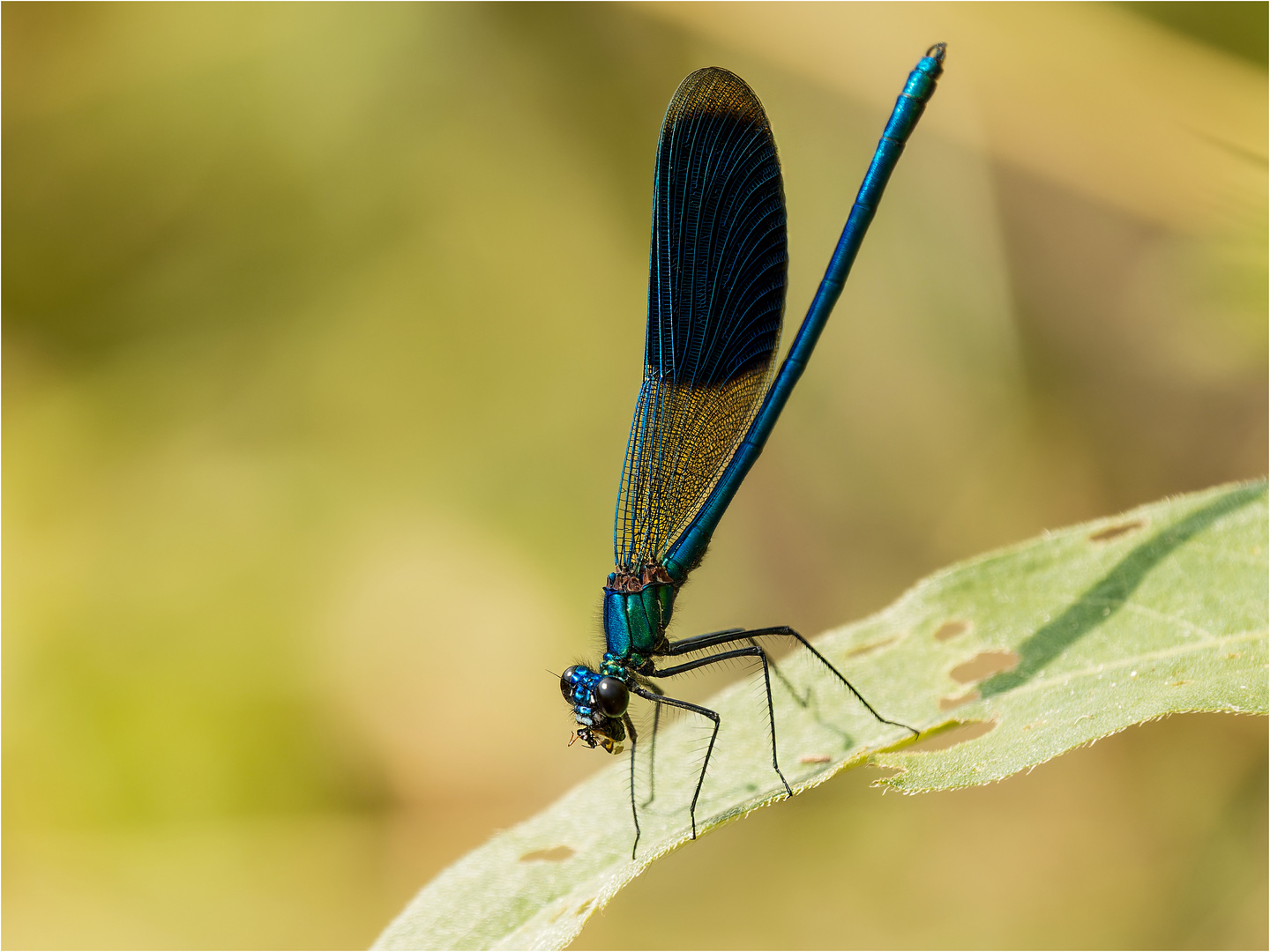 gebänderte Prachtlibelle - Calopteryx splendens - 