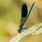 gebänderte Prachtlibelle - Calopteryx splendens - 