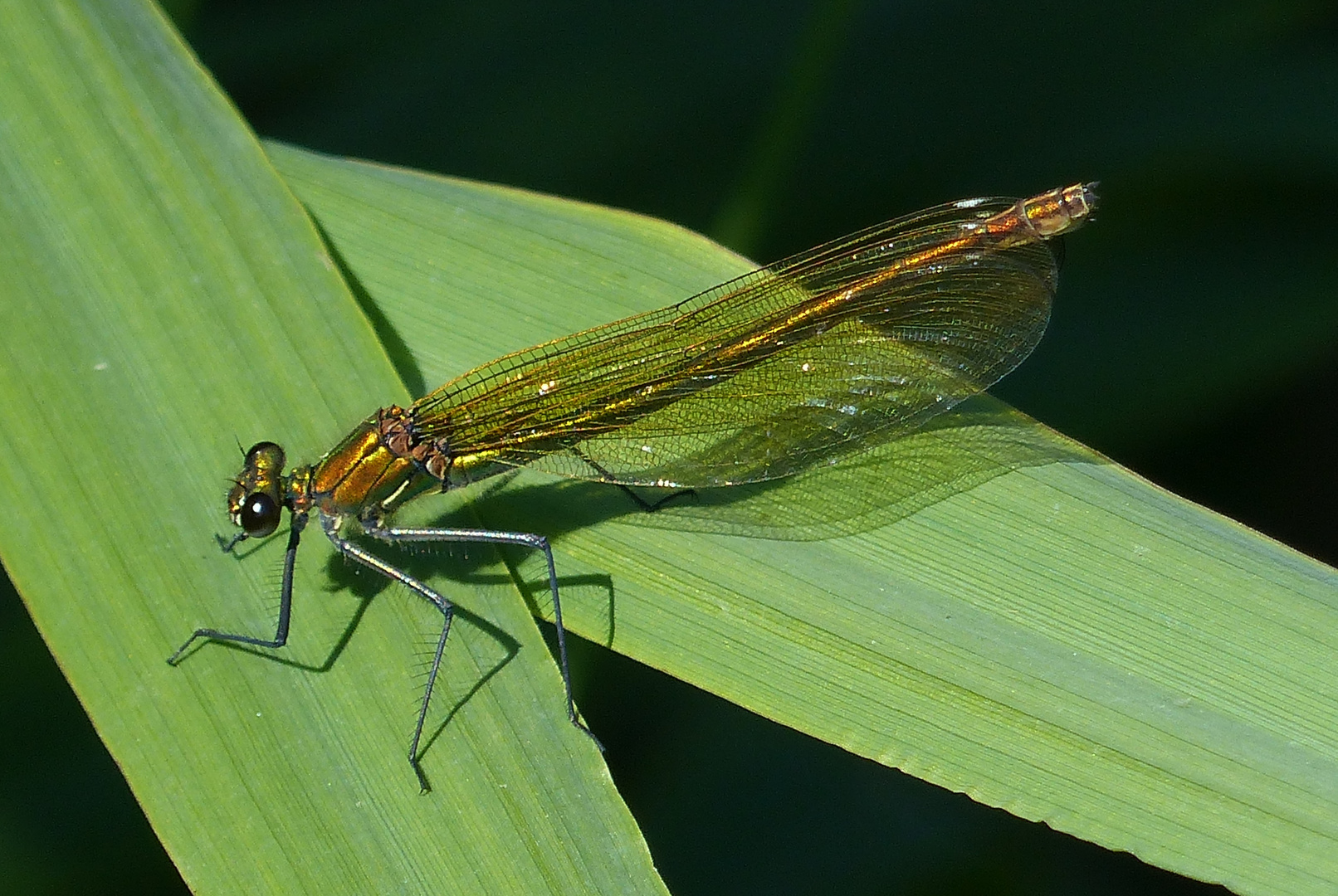 Gebänderte Prachtlibelle (Calopteryx splendens)