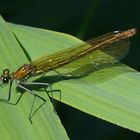 Gebänderte Prachtlibelle (Calopteryx splendens)