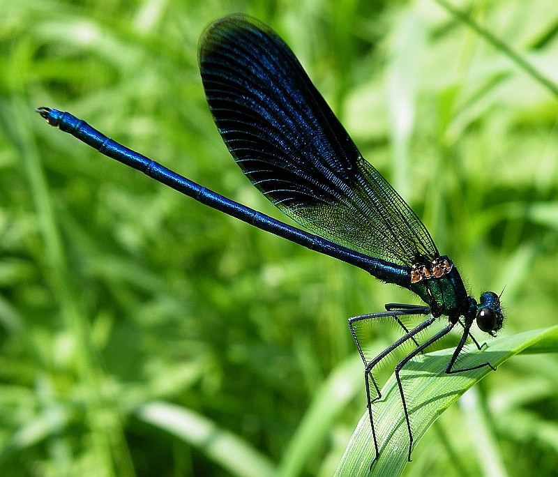 Gebänderte Prachtlibelle (Calopteryx splendens)