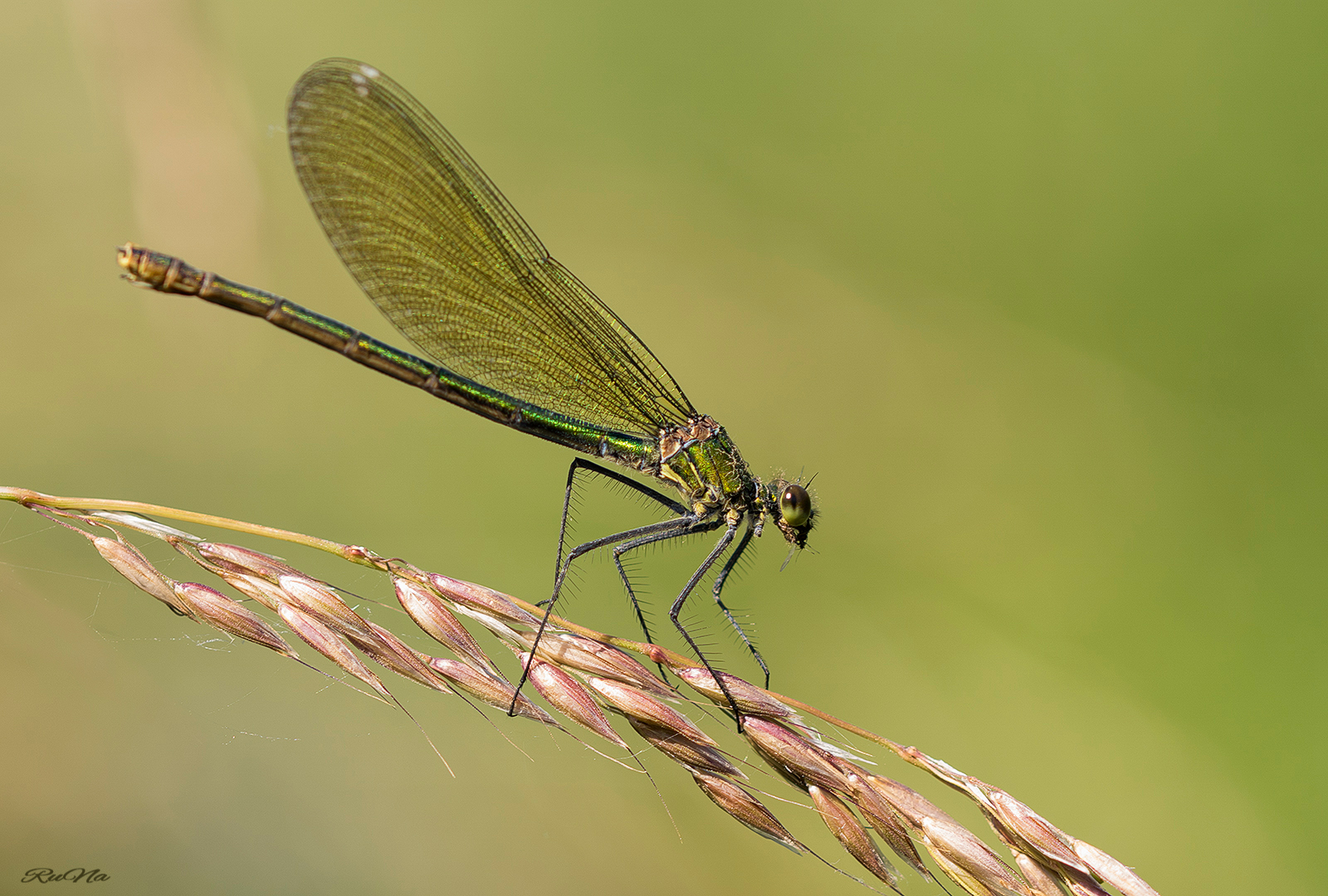 Gebänderte Prachtlibelle - Calopteryx splendens