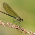 Gebänderte Prachtlibelle - Calopteryx splendens