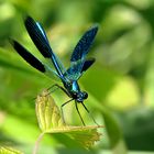 --- Gebänderte Prachtlibelle (Calopteryx splendens) ---