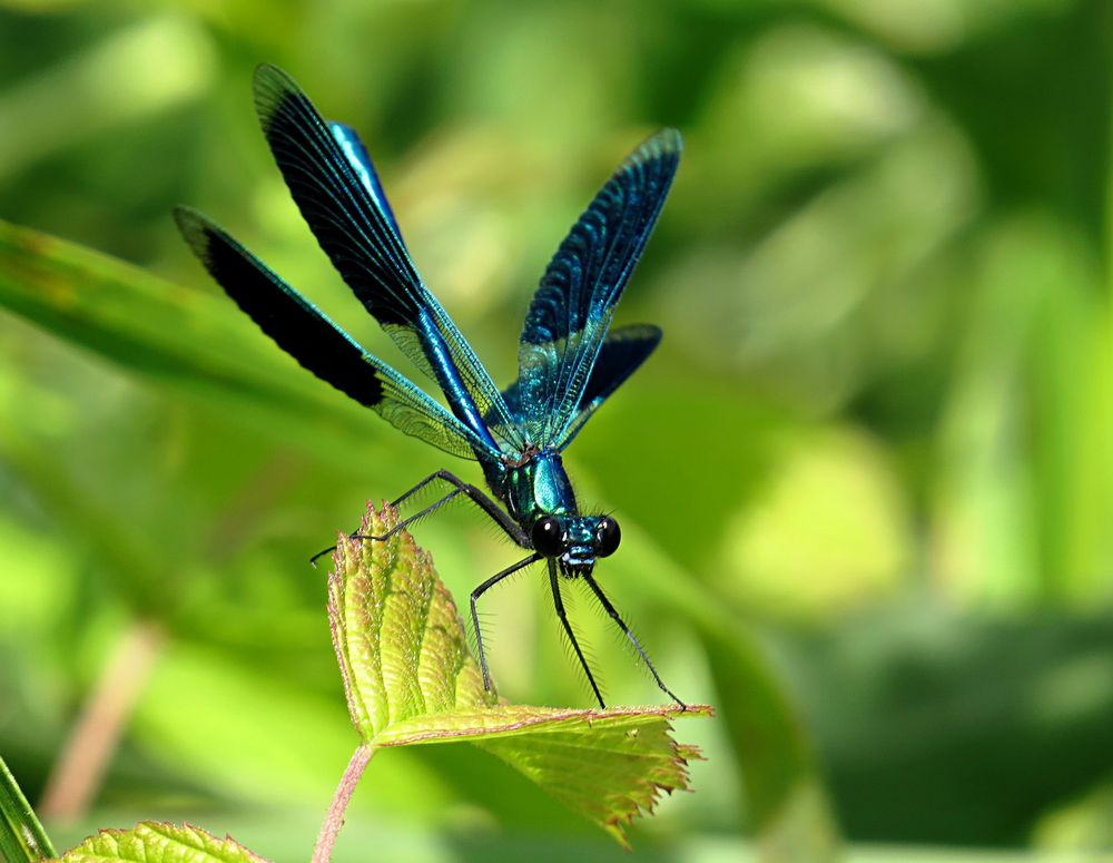 --- Gebänderte Prachtlibelle (Calopteryx splendens) ---