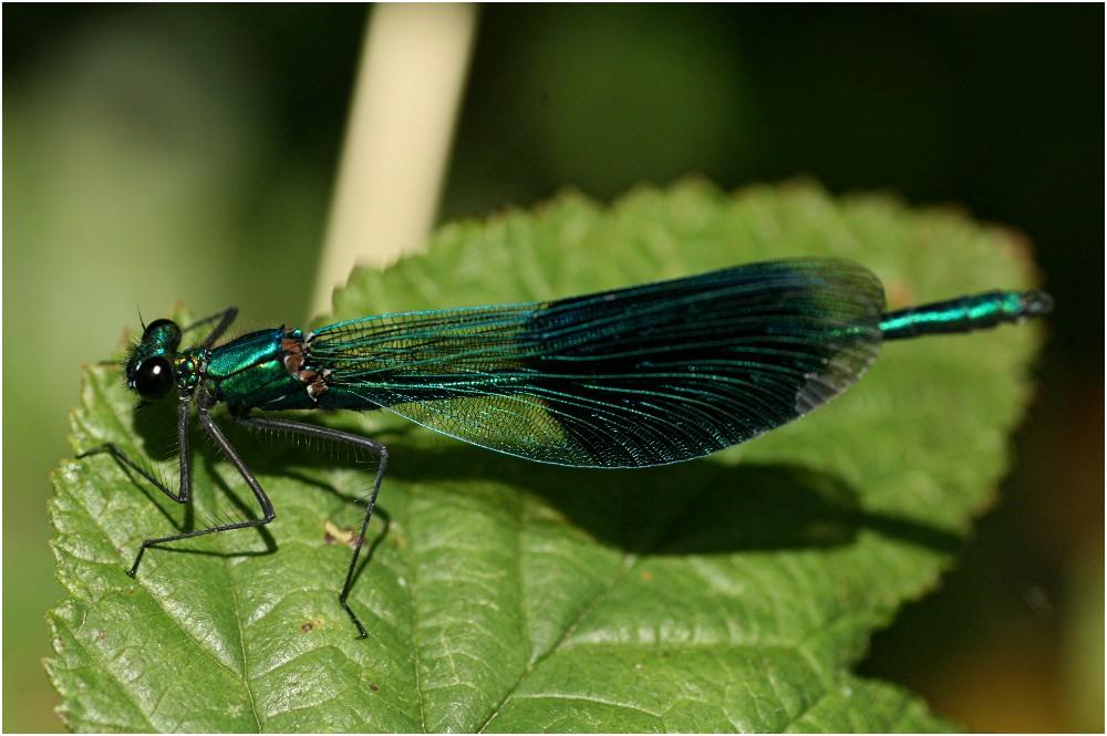 Gebänderte Prachtlibelle (Calopteryx splendens)