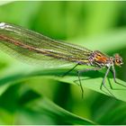 gebänderte Prachtlibelle (Calopteryx splendens).