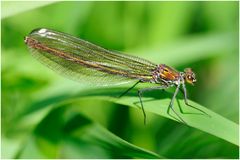 gebänderte Prachtlibelle (Calopteryx splendens).