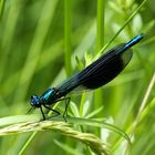 gebänderte Prachtlibelle (calopteryx splendens)