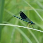 Gebänderte Prachtlibelle (Calopteryx splendens)