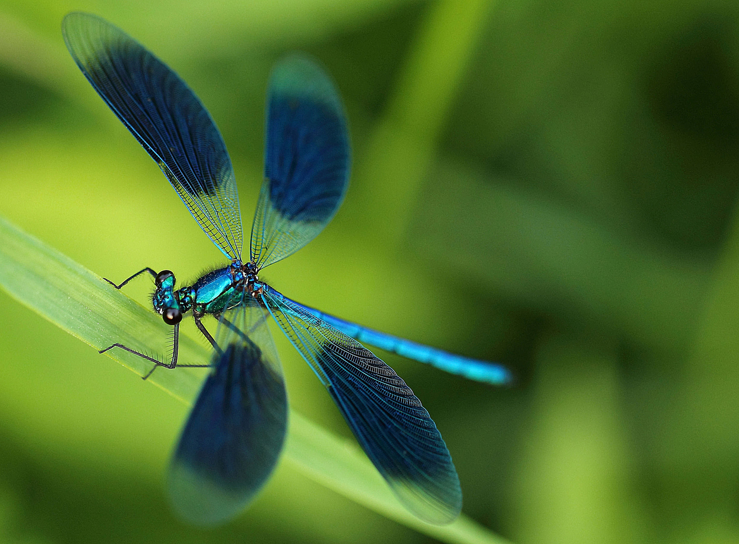 Gebänderte Prachtlibelle (Calopteryx splendens) #