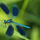 Gebänderte Prachtlibelle (Calopteryx splendens) #