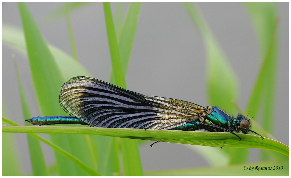 Gebänderte Prachtlibelle (Calopteryx splendens)