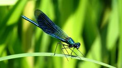 --- Gebänderte Prachtlibelle (Calopteryx splendens) ---