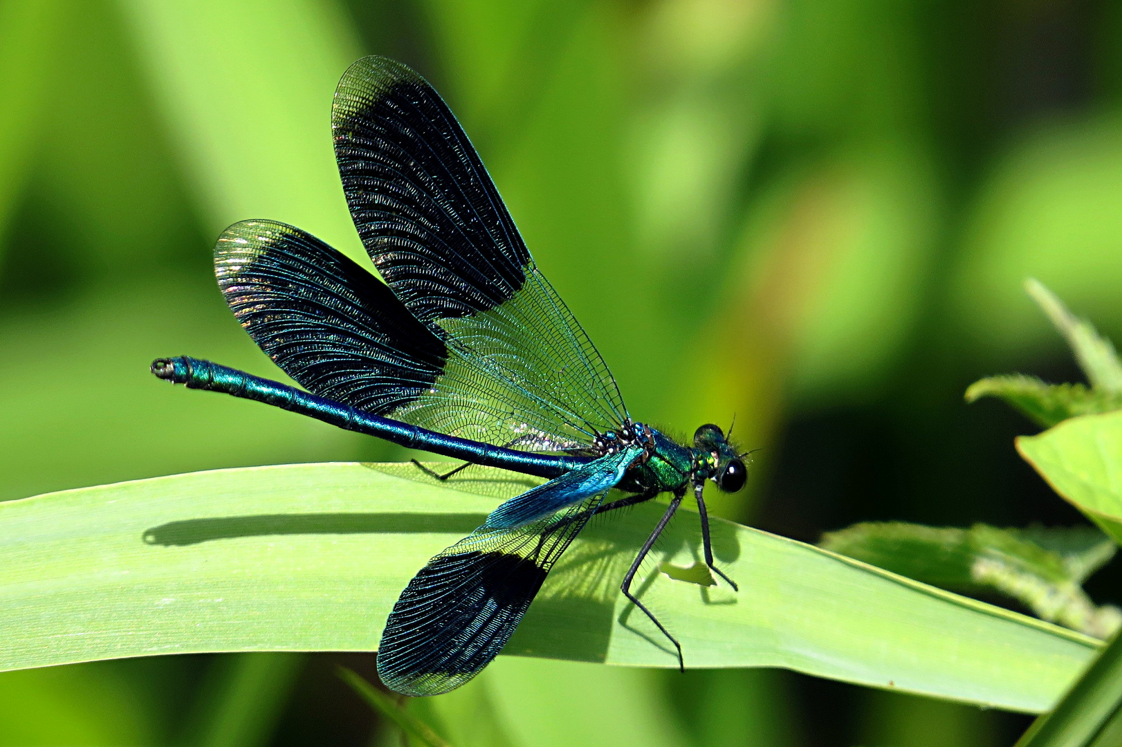 --- Gebänderte Prachtlibelle (Calopteryx splendens) ---