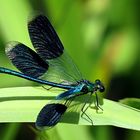 --- Gebänderte Prachtlibelle (Calopteryx splendens) ---