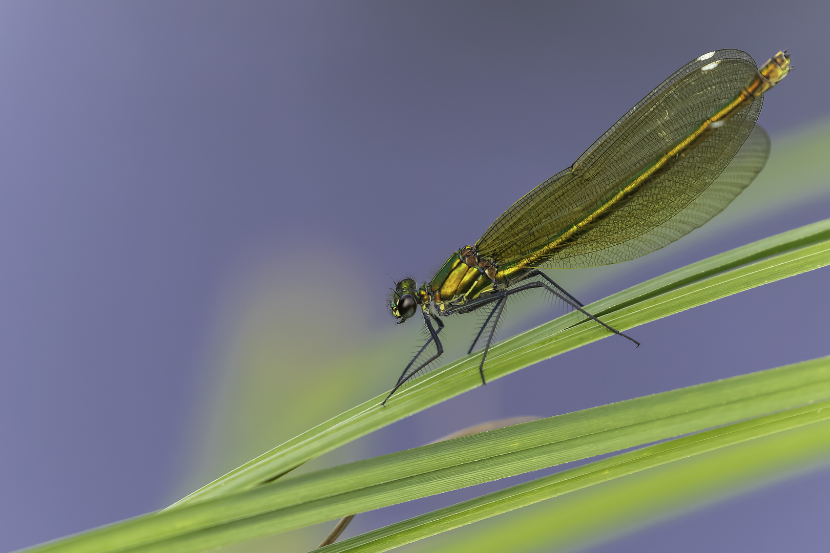 Gebänderte Prachtlibelle (Calopteryx splendens)