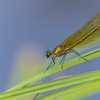 Gebänderte Prachtlibelle (Calopteryx splendens)