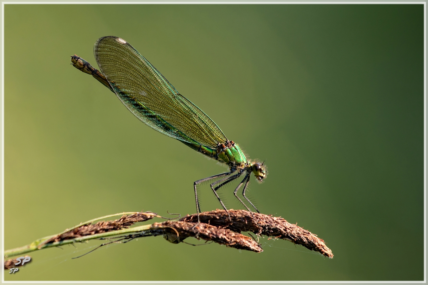 Gebänderte Prachtlibelle (Calopteryx splendens)