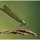 Gebänderte Prachtlibelle (Calopteryx splendens)